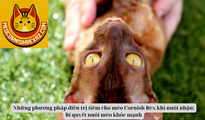 Những phương pháp điều trị tiêm cho mèo Cornish Rex khi nuôi nhận: Bí quyết nuôi mèo khỏe mạnh