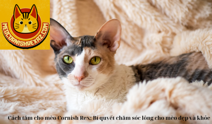 Cách tắm cho mèo Cornish Rex: Bí quyết chăm sóc lông cho mèo đẹp và khỏe