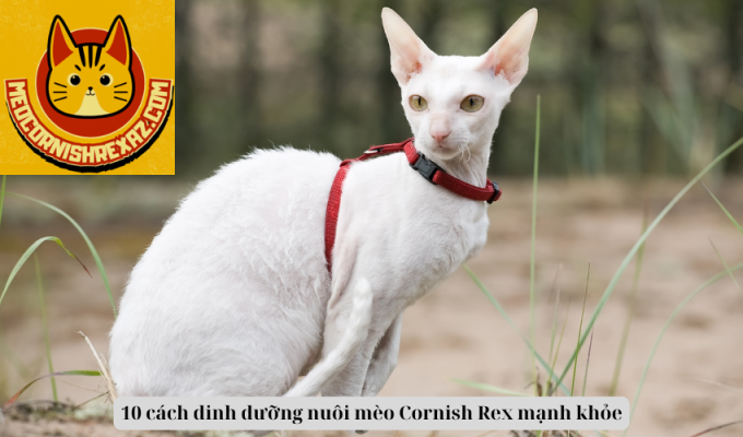 10 cách dinh dưỡng nuôi mèo Cornish Rex mạnh khỏe