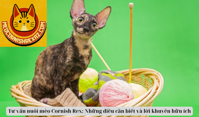 Tư vấn nuôi mèo Cornish Rex: Những điều cần biết và lời khuyên hữu ích