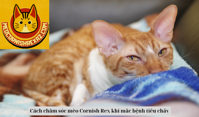 Cách chăm sóc mèo Cornish Rex khi mắc bệnh tiêu chảy