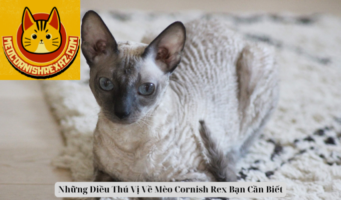 Những Điều Thú Vị Về Mèo Cornish Rex Bạn Cần Biết