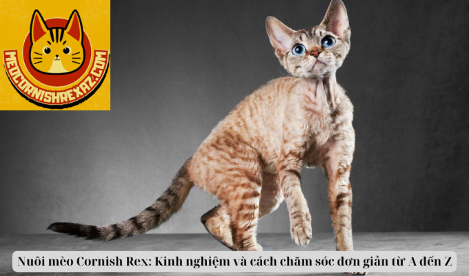 Nuôi mèo Cornish Rex: Kinh nghiệm và cách chăm sóc đơn giản từ A đến Z