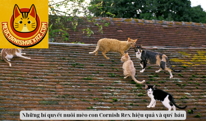 Những bí quyết nuôi mèo con Cornish Rex hiệu quả và quý báu