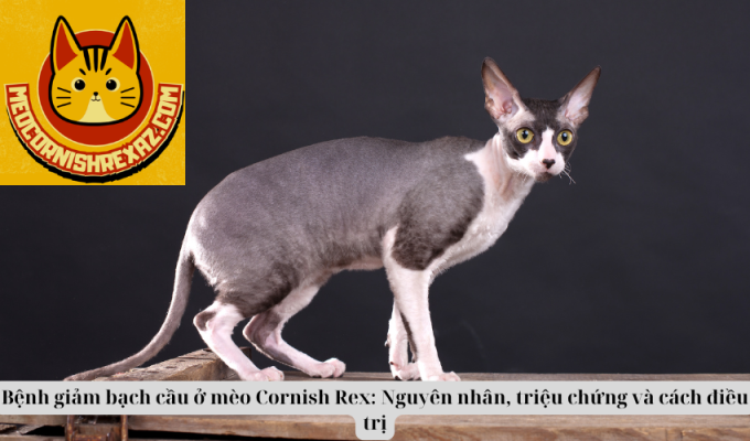 Bệnh giảm bạch cầu ở mèo Cornish Rex: Nguyên nhân, triệu chứng và cách điều trị