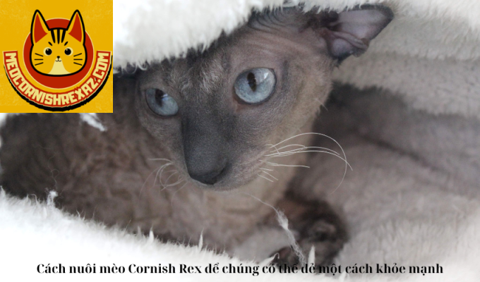 Cách nuôi mèo Cornish Rex để chúng có thể đẻ một cách khỏe mạnh