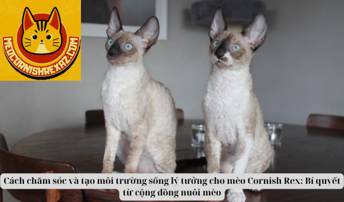 Cách chăm sóc và tạo môi trường sống lý tưởng cho mèo Cornish Rex: Bí quyết từ cộng đồng nuôi mèo