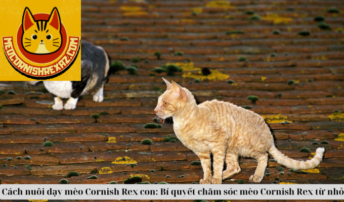 Cách nuôi dạy mèo Cornish Rex con: Bí quyết chăm sóc mèo Cornish Rex từ nhỏ