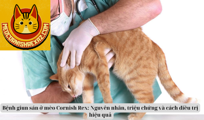 Bệnh giun sán ở mèo Cornish Rex: Nguyên nhân, triệu chứng và cách điều trị hiệu quả