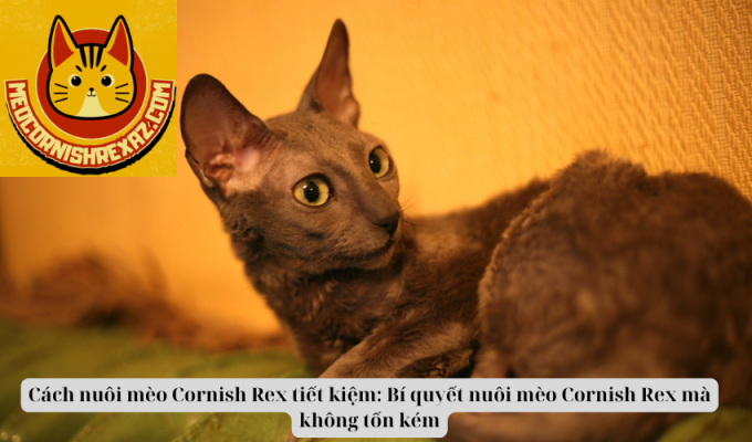 Cách nuôi mèo Cornish Rex tiết kiệm: Bí quyết nuôi mèo Cornish Rex mà không tốn kém