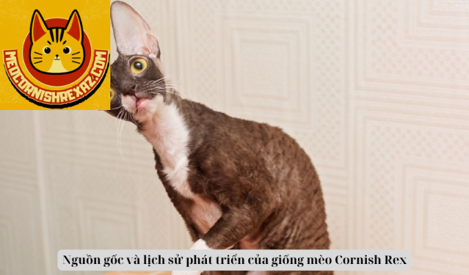 Nguồn gốc và lịch sử phát triển của giống mèo Cornish Rex