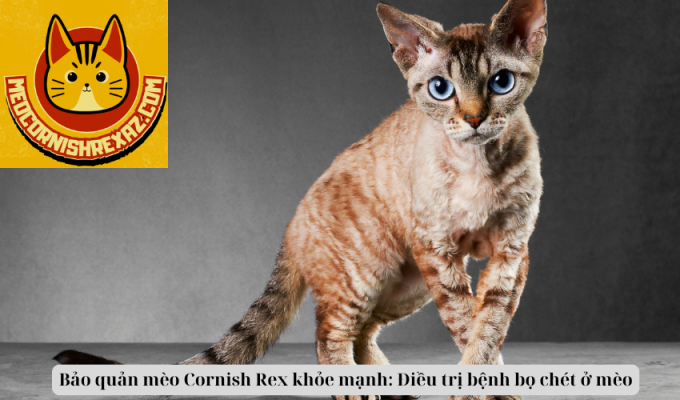 Bảo quản mèo Cornish Rex khỏe mạnh: Điều trị bệnh bọ chét ở mèo