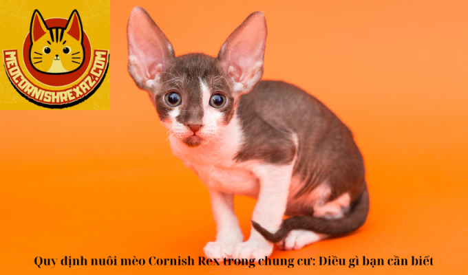 Quy định nuôi mèo Cornish Rex trong chung cư: Điều gì bạn cần biết