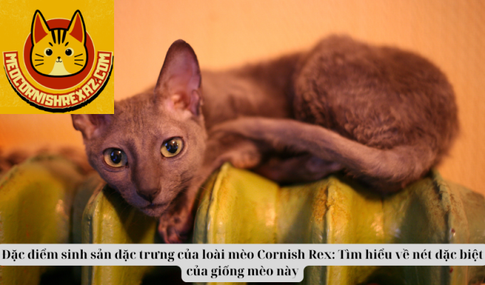 Đặc điểm sinh sản đặc trưng của loài mèo Cornish Rex: Tìm hiểu về nét đặc biệt của giống mèo này