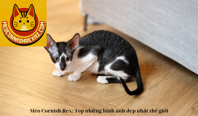 Mèo Cornish Rex: Top những hình ảnh đẹp nhất thế giới