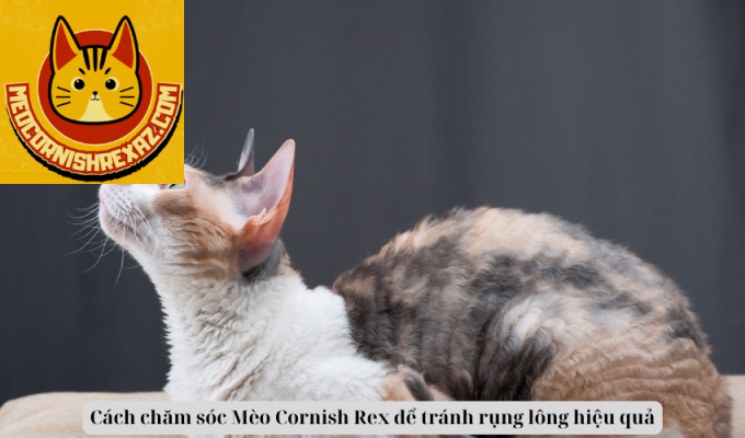 Cách chăm sóc Mèo Cornish Rex để tránh rụng lông hiệu quả