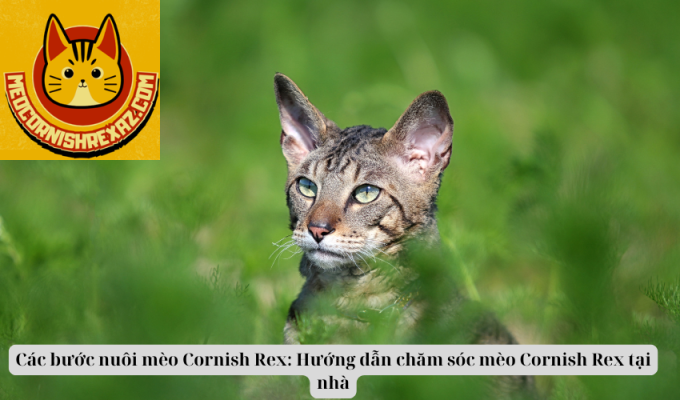 Các bước nuôi mèo Cornish Rex: Hướng dẫn chăm sóc mèo Cornish Rex tại nhà