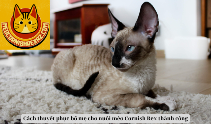 Cách thuyết phục bố mẹ cho nuôi mèo Cornish Rex thành công