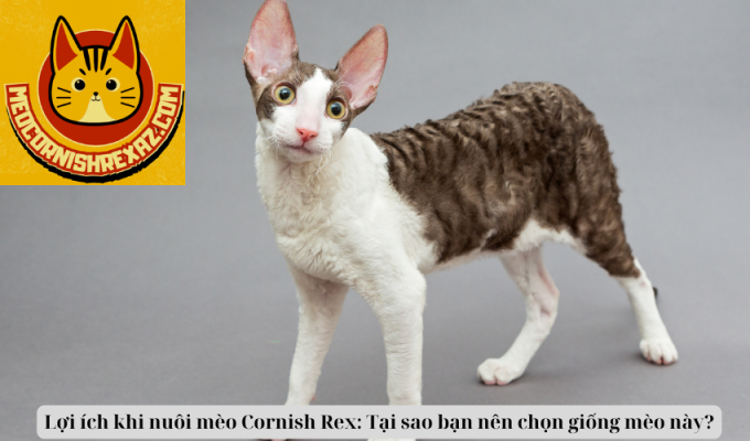 Lợi ích khi nuôi mèo Cornish Rex: Tại sao bạn nên chọn giống mèo này?