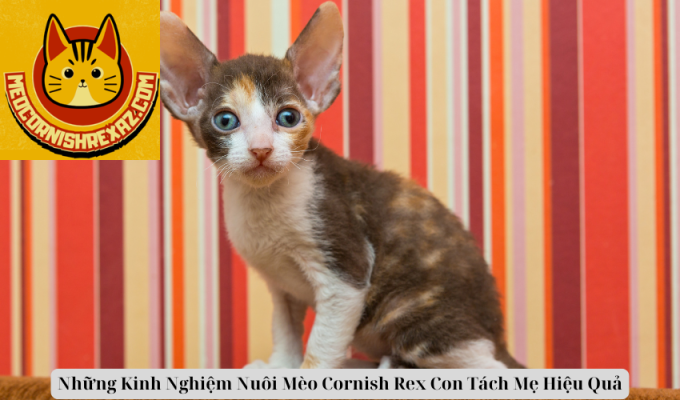 Những Kinh Nghiệm Nuôi Mèo Cornish Rex Con Tách Mẹ Hiệu Quả