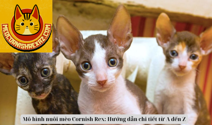 Mô hình nuôi mèo Cornish Rex: Hướng dẫn chi tiết từ A đến Z