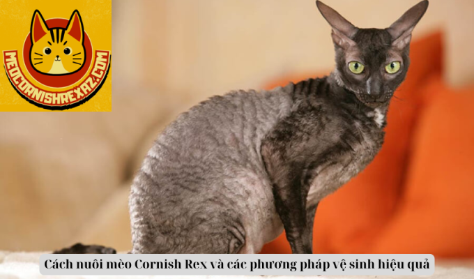 Cách nuôi mèo Cornish Rex và các phương pháp vệ sinh hiệu quả