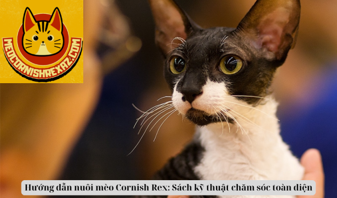 Hướng dẫn nuôi mèo Cornish Rex: Sách kỹ thuật chăm sóc toàn diện