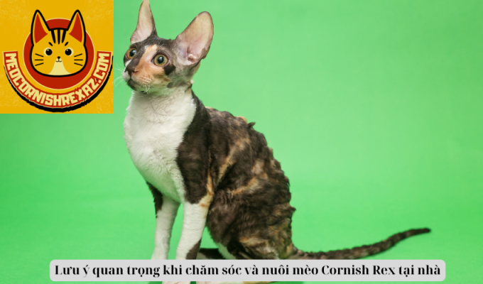 Lưu ý quan trọng khi chăm sóc và nuôi mèo Cornish Rex tại nhà