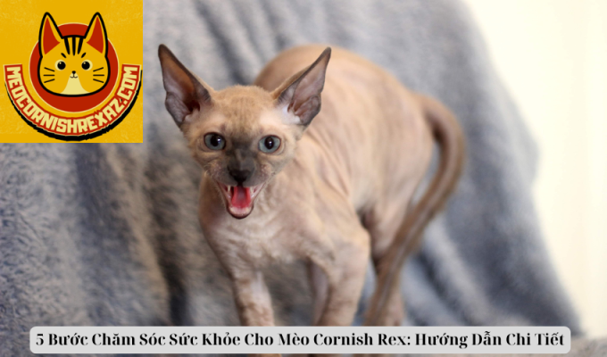 5 Bước Chăm Sóc Sức Khỏe Cho Mèo Cornish Rex: Hướng Dẫn Chi Tiết