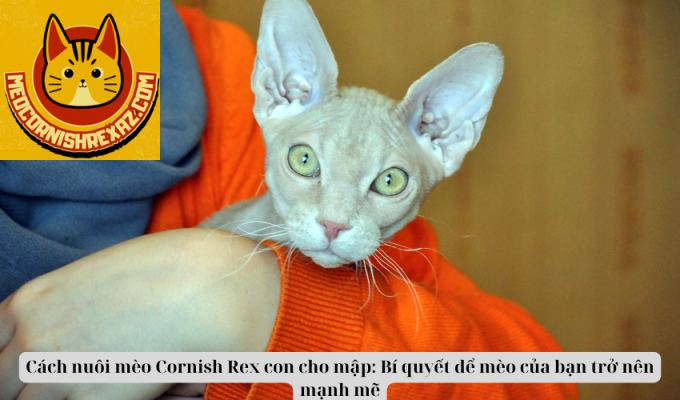 Cách nuôi mèo Cornish Rex con cho mập: Bí quyết để mèo của bạn trở nên mạnh mẽ