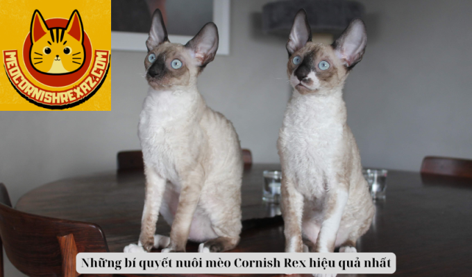 Những bí quyết nuôi mèo Cornish Rex hiệu quả nhất