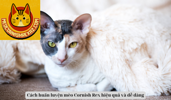 Cách huấn luyện mèo Cornish Rex hiệu quả và dễ dàng