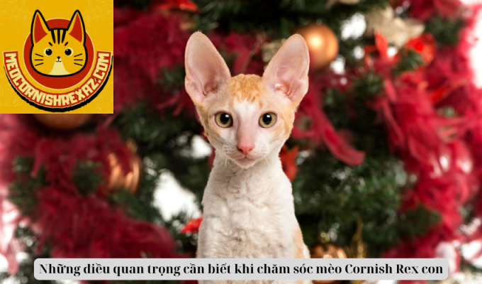 Những điều quan trọng cần biết khi chăm sóc mèo Cornish Rex con