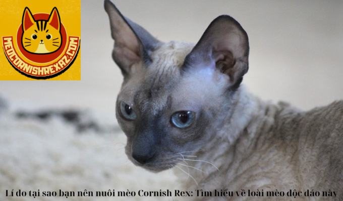 Lí do tại sao bạn nên nuôi mèo Cornish Rex: Tìm hiểu về loài mèo độc đáo này