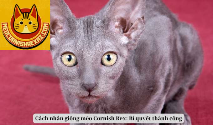 Cách nhân giống mèo Cornish Rex: Bí quyết thành công