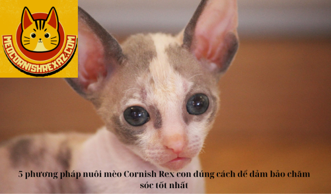 5 phương pháp nuôi mèo Cornish Rex con đúng cách để đảm bảo chăm sóc tốt nhất