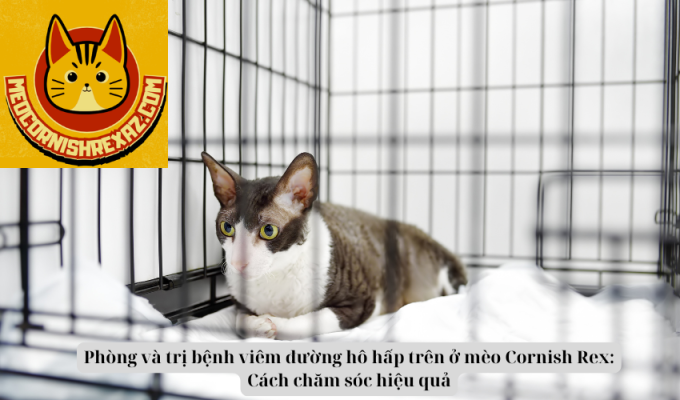 Phòng và trị bệnh viêm đường hô hấp trên ở mèo Cornish Rex: Cách chăm sóc hiệu quả