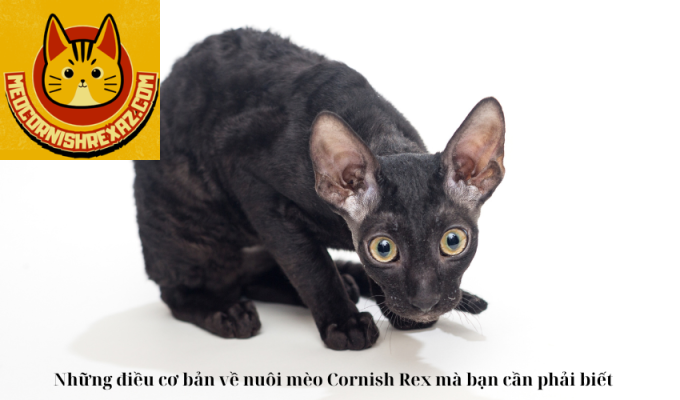 Những điều cơ bản về nuôi mèo Cornish Rex mà bạn cần phải biết