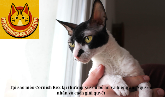 Tại sao mèo Cornish Rex lại thường xuyên bỏ ăn và biếng ăn: Nguyên nhân và cách giải quyết