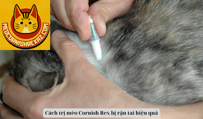 Cách trị mèo Cornish Rex bị rận tai hiệu quả