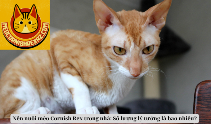 Nên nuôi mèo Cornish Rex trong nhà: Số lượng lý tưởng là bao nhiêu?