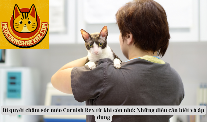 Bí quyết chăm sóc mèo Cornish Rex từ khi còn nhỏ: Những điều cần biết và áp dụng