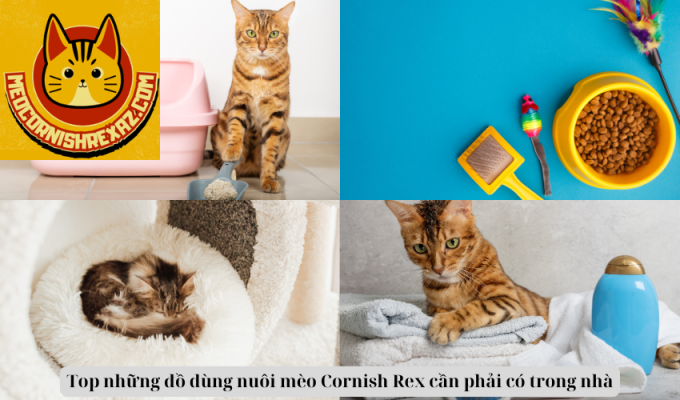 Top những đồ dùng nuôi mèo Cornish Rex cần phải có trong nhà