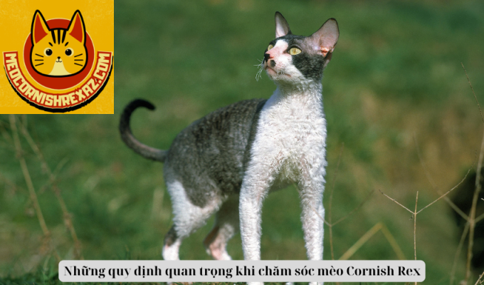 Những quy định quan trọng khi chăm sóc mèo Cornish Rex