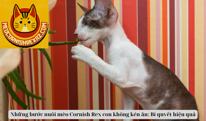 Những bước nuôi mèo Cornish Rex con không kén ăn: Bí quyết hiệu quả