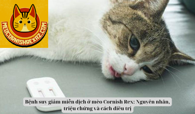 Bệnh suy giảm miễn dịch ở mèo Cornish Rex: Nguyên nhân, triệu chứng và cách điều trị