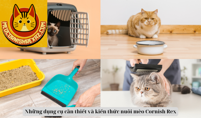 Những dụng cụ cần thiết và kiến thức nuôi mèo Cornish Rex