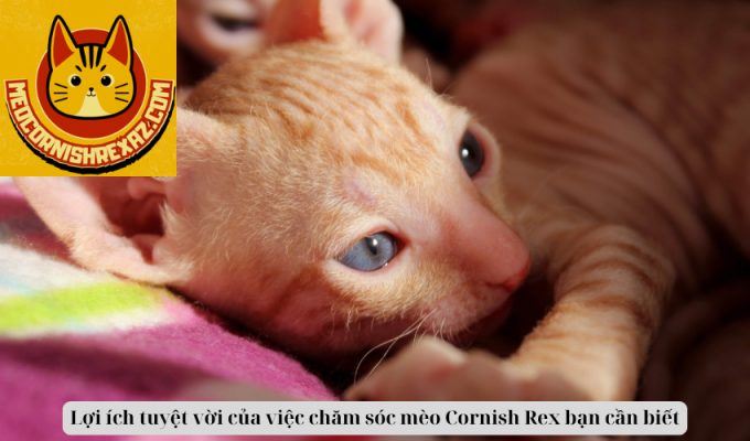 Lợi ích tuyệt vời của việc chăm sóc mèo Cornish Rex bạn cần biết