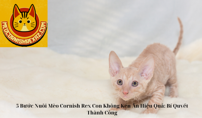 5 Bước Nuôi Mèo Cornish Rex Con Không Kén Ăn Hiệu Quả: Bí Quyết Thành Công