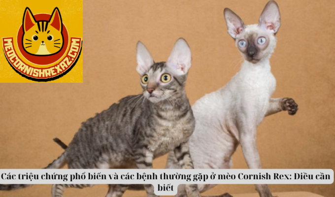 Các triệu chứng phổ biến và các bệnh thường gặp ở mèo Cornish Rex: Điều cần biết